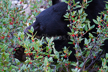 Ours noir mange des fruits des bois au parc de Banff