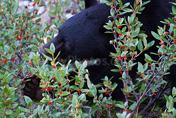 Black bear eating buffalo berries bushes in Banff Park