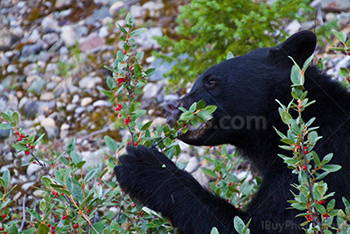 Black bear eating buffalo berries in Rocky Mountains