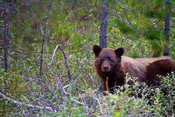 Ours brun dans buissons et baies sauvages dans parc de Jasper