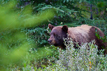 Brown bear among buffalo berries and bushes