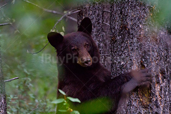 Ours noir grimpe dans arbre et serre le tronc dans parc national de Jasper