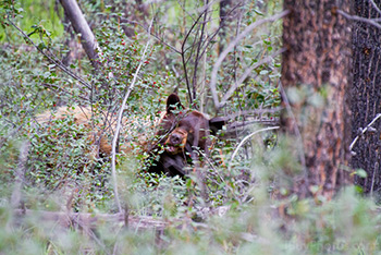 Brown bear eating buffalo berries in Rockies near Jasper Town