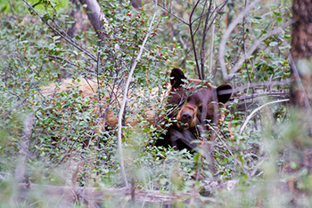 Brown bear eating buffalo berries in bushes in Alberta