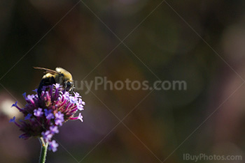 Bee on flower collecting pollen