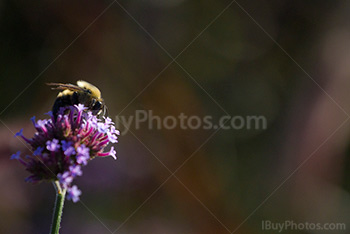 Bee collecting pollen on flower