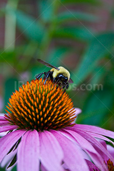 Bee on daisy Asteraceae, Echinacea