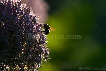 Petite abeille sur grosse fleur qui récolte du pollen