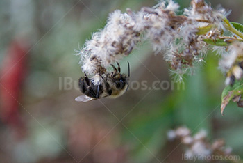 Bee upside down on flower to collect pollen