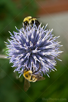 Bees duo on flower collecting pollen