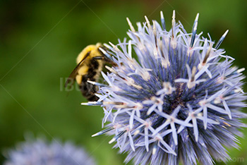 Bee collecting nectar on flower