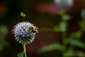 Abeille atterrit sur fleur pour récolter nectar