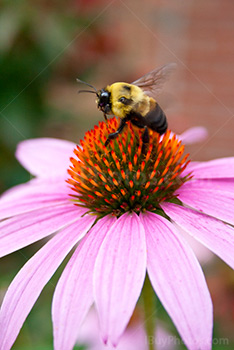 Bee on coneflower