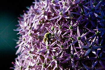 Bee on big purple flower gathering pollen