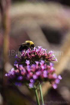 Bee gathering pollen on flower