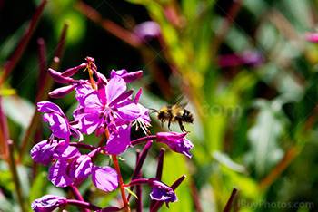 Abeille vole vers une fleur rose