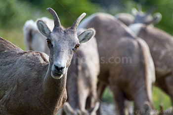 Portrait de femelle mouflon et son troupeau dans les Rocheuses canadiennes