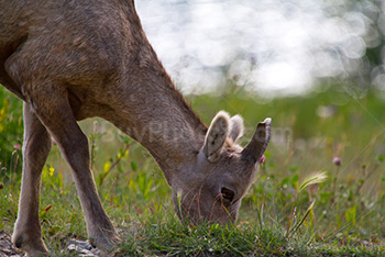 Female bighorn sheep eating grass close-up