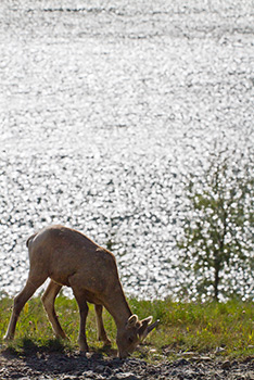 Female bighorn sheep eating grass in front of lake