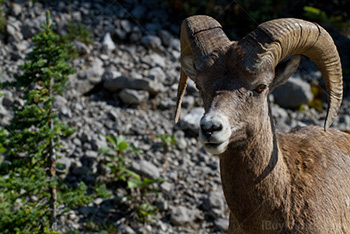 Portrait de mouflon canadien dans les Montagnes Rocheuses