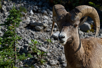 Bighorn sheep portrait in Rocky Mountains