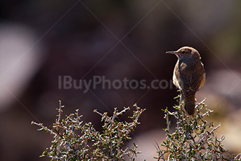 Grand Canyon bird on branch in bushes