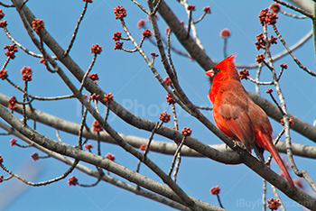 Red cardinal on branch, bird in tree and blue sky