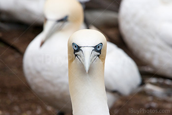 Portrait d'oiseau, Fou de Bassan avec yeux bleus