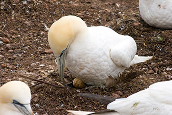 Oiseau Fou de Bassan couve un oeuf dans nid sur sol