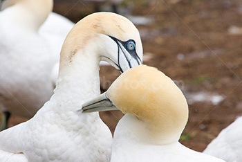 Northern Gannets couple cleaning with beaks