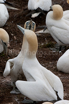 Northern Gannets cuddling on Bonaventure Island in Gaspesie