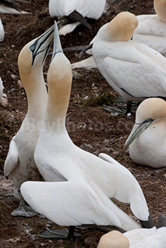 Northern Gannet on Bonaventure Island in Quebec