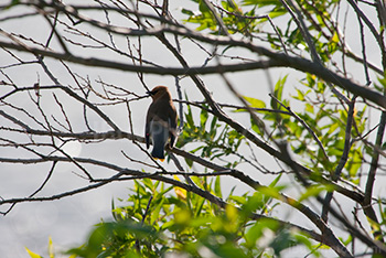 Bird standing on branches in tree