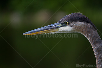 Portrait de héron au long bec