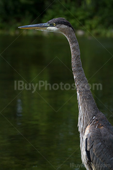 Héron, portrait d'oiseau au long bec et plumes