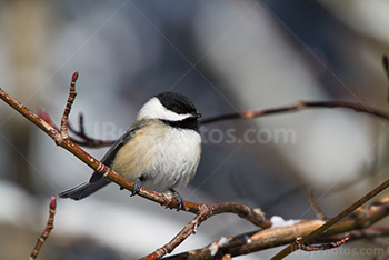 Chickadee bird standing on branch