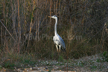 Great blue heron standing with reeds in south of France