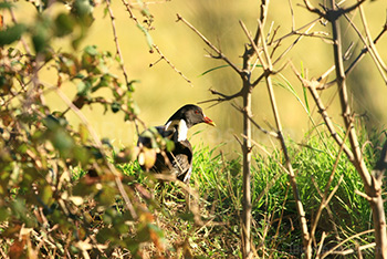 Poule d'eau en Camargue, oiseau dans buissons