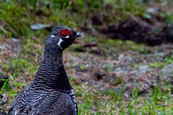 Western Capercaillie in forest, Heather Cock in woods