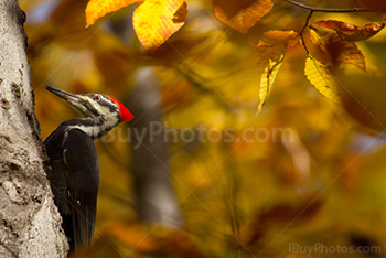 Pic bois dans arbre avec feuillage d'Automne, Dryocopus pileatus