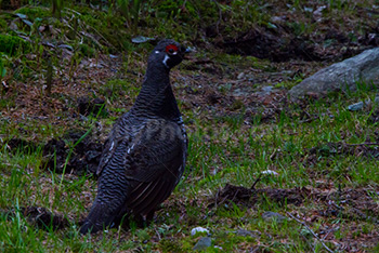 Wood grouse standing on trail with grass, Tetrao Urogallus
