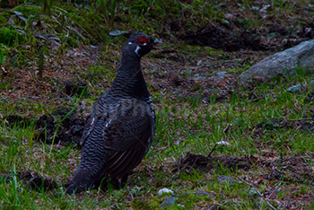 Grand tétras sur un sentier avec de l'herbe, Tetrao Urogallus