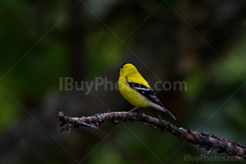 Oiseau jaune, chardonneret sur une branche, Carduelis tristis