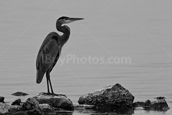 Heron on rocks beside river water