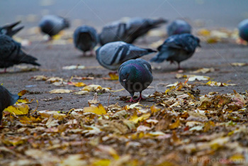 Pigeons eating on the ground near autumn leaves