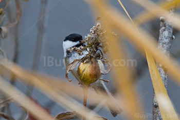 Chickadee bird eating seeds, Poecile Atricapillus