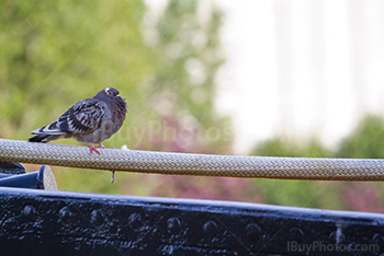 Pigeon on rope holding boat