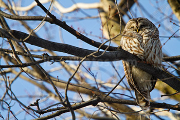 Chouette dort sur une branche dans un arbre, Strix Varia