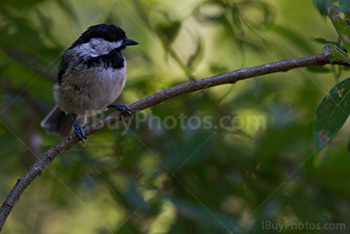 Chickadee on branch in blurry leaves background, Poecile Atricapillus