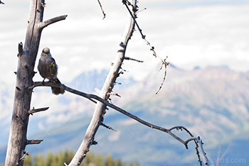 Canada Jay bird on branch in Rocky Mountains, Perisoreus Canadensis
